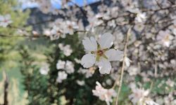 Burdur'da badem ağaçları çiçek açtı