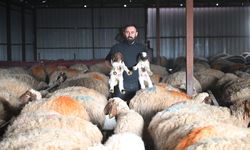 Depremde hayvanlarını kaybeden besici, devlet desteğiyle üretimini katladı
