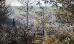 Arsuz ilçesinde çıkan orman yangını söndürüldü