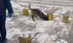 Hatay'da zeytinyağı tenekelerine gizlenmiş 100 bin hap ele geçirildi