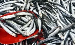 Hamsi Tezgâhlara Geri Döndü: Kahramanmaraş Balık Pazarlarında Bereket Başladı