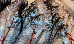 Kahramanmaraş’ta Dayanışmaya Örnek Proje: Askıda Balık