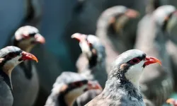 Şırnak'ta yasa dışı yollarla yurda sokulan 38 keklik doğaya salındı