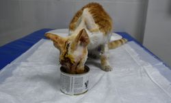 Köpek saldırısına uğrayan kedinin kırılan kafatasına implant yerleştirildi