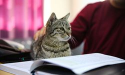 Bu Hikâye İçinizi Isıtacak| Derslere Giren Kedi Pakize Sosyal Medyada Gündem Oldu!