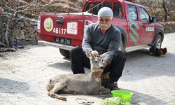 Kahramanmaraş'ta yaralı bulunan karaca yavrusu tedavi altına alındı