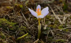 3. Cemre Ne Zaman Düşecek? Son Cemre Toprağa Düştü Mü? Cemre Tarihleri 2026