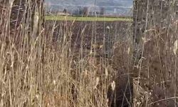 Kurt sürüsü paniğe neden oldu