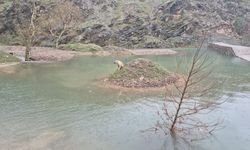 Onikişubat'ta su ortasında mahsur kalan köpek kurtarıldı