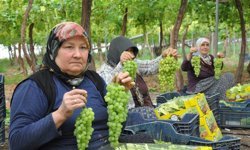 Mersin'de örtü altında üzüm hasadı başladı