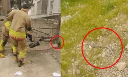 Kahramanmaraş’ta Mahallede Yılan Paniği!