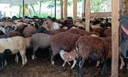 Kahramanmaraş’ta Besicilerin Kurban Mesaisi Başladı