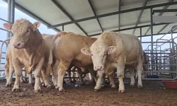 Kuzey İlçelerinde 2026 Kurbanlık Fiyatları Ne Kadar?