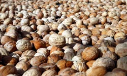 Don Vurdu, Fiyatlar Uçtu! Maraş Cevizinde Yeni Sezon Umudu