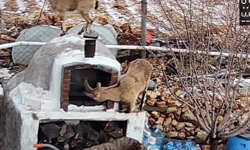 Kahramanmaraş’ta dağ keçileri yerleşim alanına indi