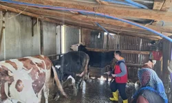 Kahramanmaraş’ta şap hastalığına karşı seferberlik