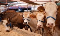 Kızılay Kurban Fiyatlarını Açıkladı! 2026 Bedelleri Belli Oldu