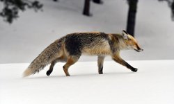 Kars'ta yaban hayvanları yiyecek ararken görüntülendi