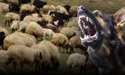 Gaziantep'te sahipsiz köpeklerin saldırısına uğrayan koyunlardan 1'i telef oldu 3'ü yaralandı