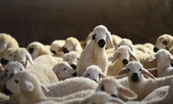 Hayvancılıkta Büyük Fırsat: 150 Bin Küçükbaş ve Aylık 15 Bin TL Destek Verilecek!