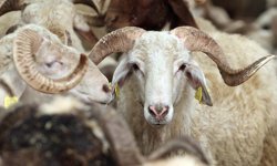 Vekaletle Kurban Kesim Bedelleri Açıklandı: 2026 Fiyatları Belli Oldu!