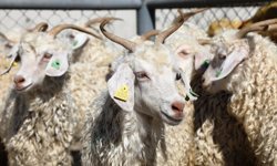 Kızılay Kurban Fiyatlarını Açıkladı! 2026 Bedelleri Belli Oldu