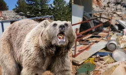 Aç kalan ayı şantiyeye girdi!