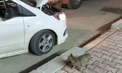Mardin'de aracın motor bölümünde mahsur kalan 4 yavru kedi kurtarıldı