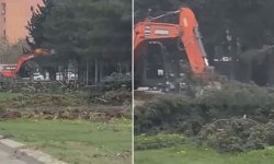 Şanlıurfa'da belediye işçisi ağaçlara zarar verdiği gerekçesiyle görevinden uzaklaştırıldı