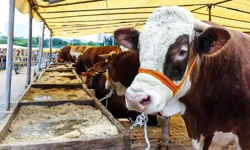 Kahramanmaraş’ta Kurbanlık Fiyatları Belli Oldu! 2026 Tarifesi Açıklandı