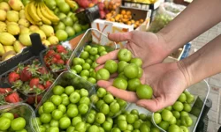 Tezgâhlarda Bahar Sürprizi! Yeşil Erik 500 TL’den Satışta