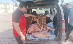 Kahramanmaraş’ta Sağlığı Tehdit Eden Etlere Geçit Yok! Mevzuata Aykırı Karkas Etler İmha Edildi
