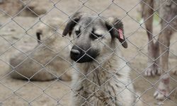 Kilis'te son iki yılda yaklaşık 3 bin sahipsiz köpek toplandı