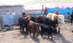 Siirtli çiftçi devlet desteğiyle büyükbaş hayvan sayısını artırdı