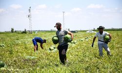 Tescilli Adana karpuzunun kilogram fiyatı tarlada 18 liraya kadar düştü
