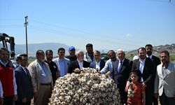 Kahramanmaraş'ta sarımsak hasadı etkinliği düzenlendi