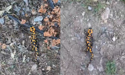 Doğanın Sessiz Hazinesi Benekli Semender Göksun’da Görüntülendi