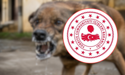 Bakanlıktan Sokak Köpeği Saldırılarına İlişkin Basın Açıklaması: 3 Belediye Başkanına Soruşturma İzni