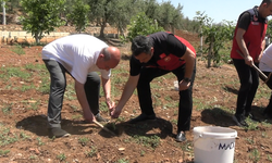 MADO, Yılın İlk Salep Hasadını Gerçekleştirdi