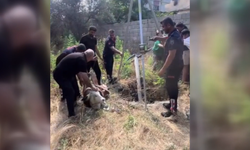 Osmaniye'de su kuyusuna düşen buzağıyı itfaiye ekibi çıkardı