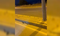 Kahramanmaraş'ta Yılan Paniği: Uzmanlardan Kritik Uyarı!