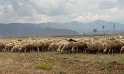 Kahramanmaraş’a Dev Tarım ve Hayvancılık Yatırımı Müjdesi!