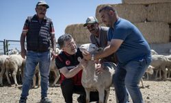 Kırsalda Bereket Küçükbaşa Destek Projesi'nde İlk Teslimatlar Tamamlandı
