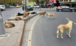 Sahipsiz köpeğin saldırısına uğrayan 1,5 yaşındaki çocuk yaralandı
