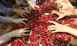 Andırın'da Üretiliyor, Avrupa'ya İhraç Ediliyor