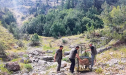 Kahramanmaraş’ta Yaralı Dağ Keçisi Tedavisinin Ardından Yeniden Doğaya Salındı