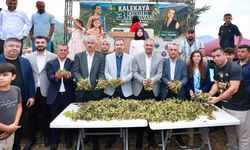 Kahramanmaraş’ın Karadeniz'i "Kalekaya"da Renkli Fındık Hasadı Festivali!