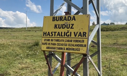 Ardahan'da Kuduz Alarmı: Büyükbaş Hayvanda Virüs Çıktı, Bölgede Karantina Başlatıldı!