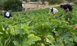 Bertiz Başdervişli’de hasat mesaisi başladı