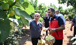 Kahramanmaraş’ta Abbas İncirinde Hasat Sezonu Başladı